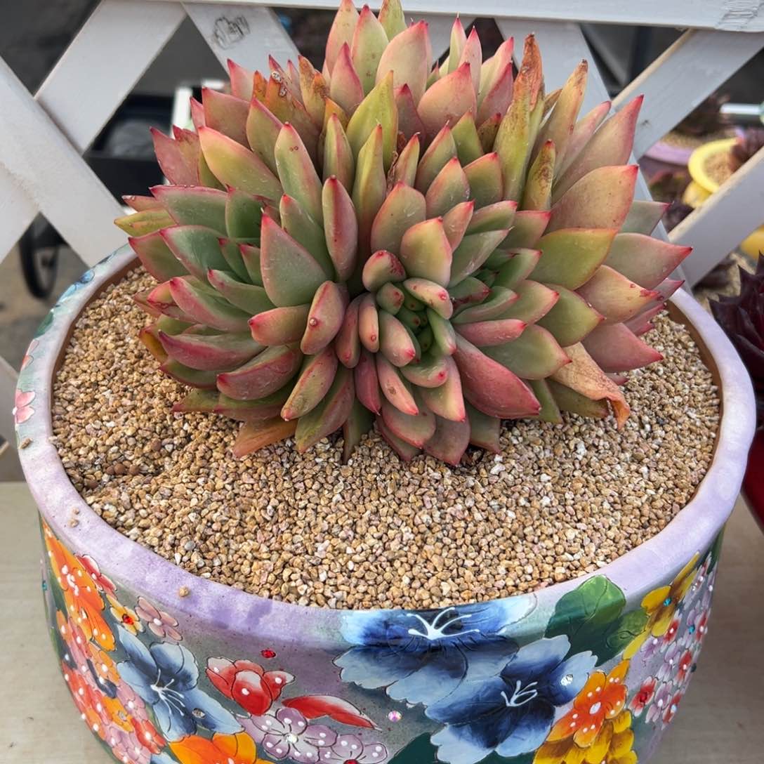 多肉一物一拍0113-.777