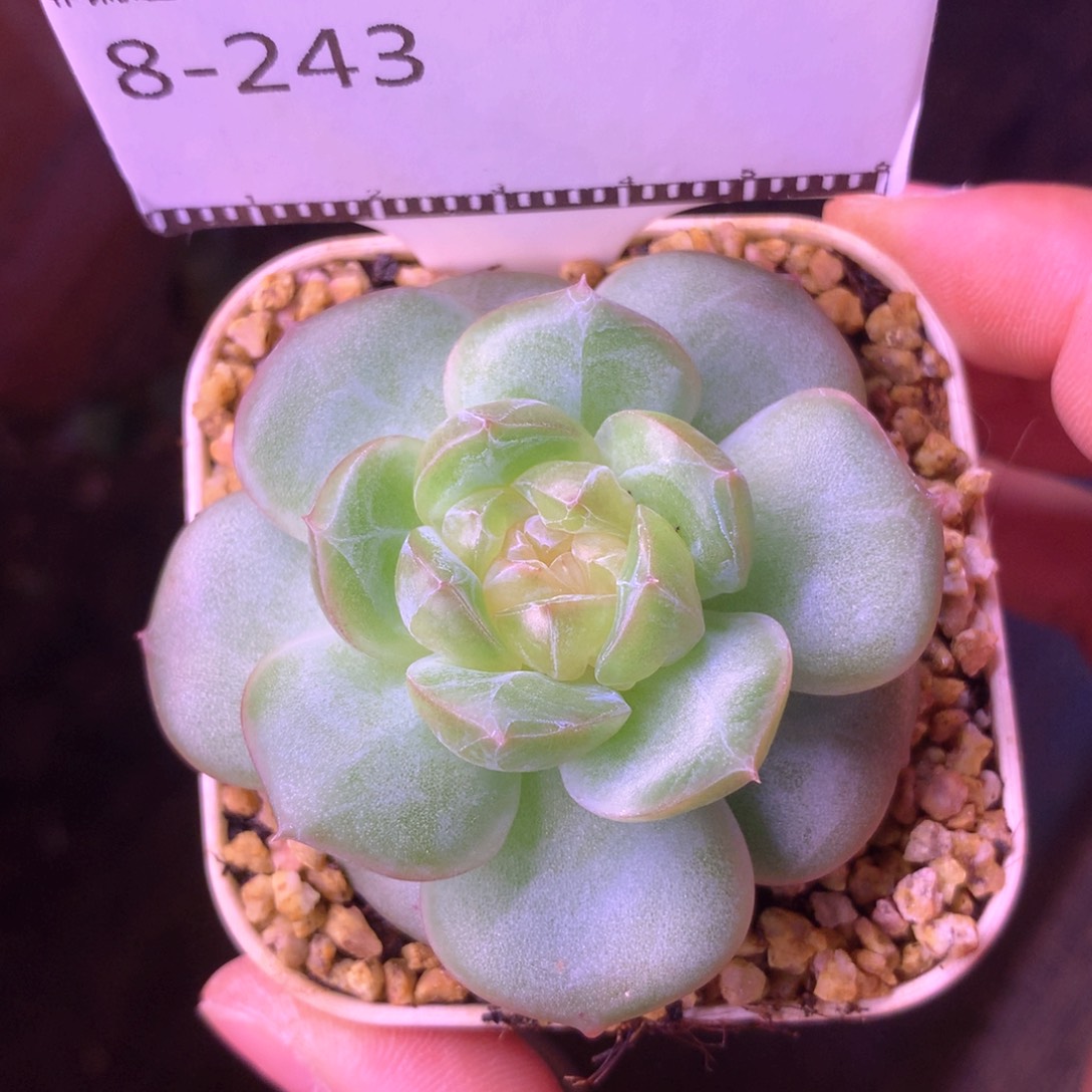 遥遥领先珍妮优选58包邮