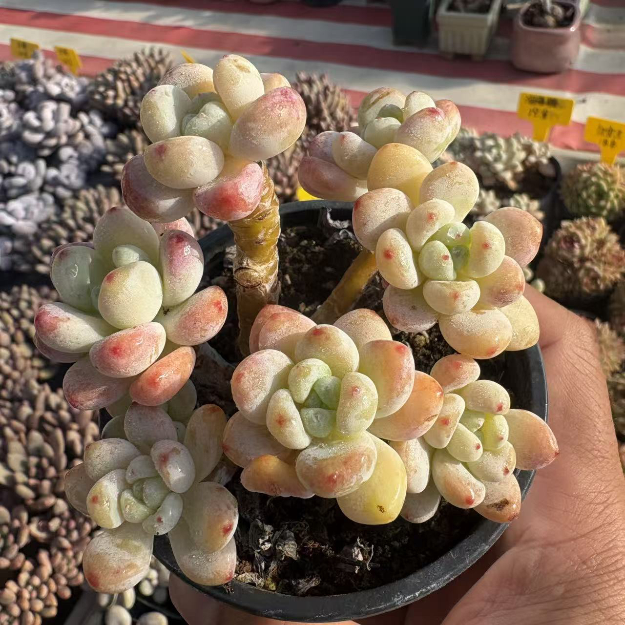 【全疆包邮】劳尔小老桩8cm冠幅（整桩）