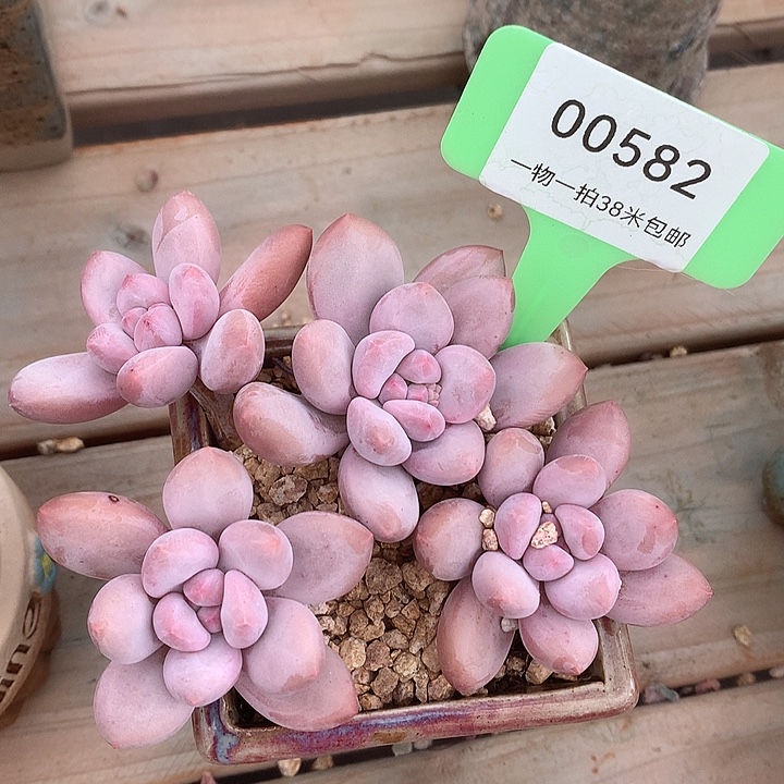 00582，口璐璐他咯女