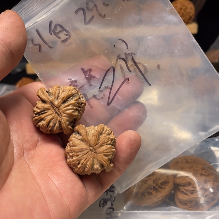 Z***j把件文玩核桃白狮子