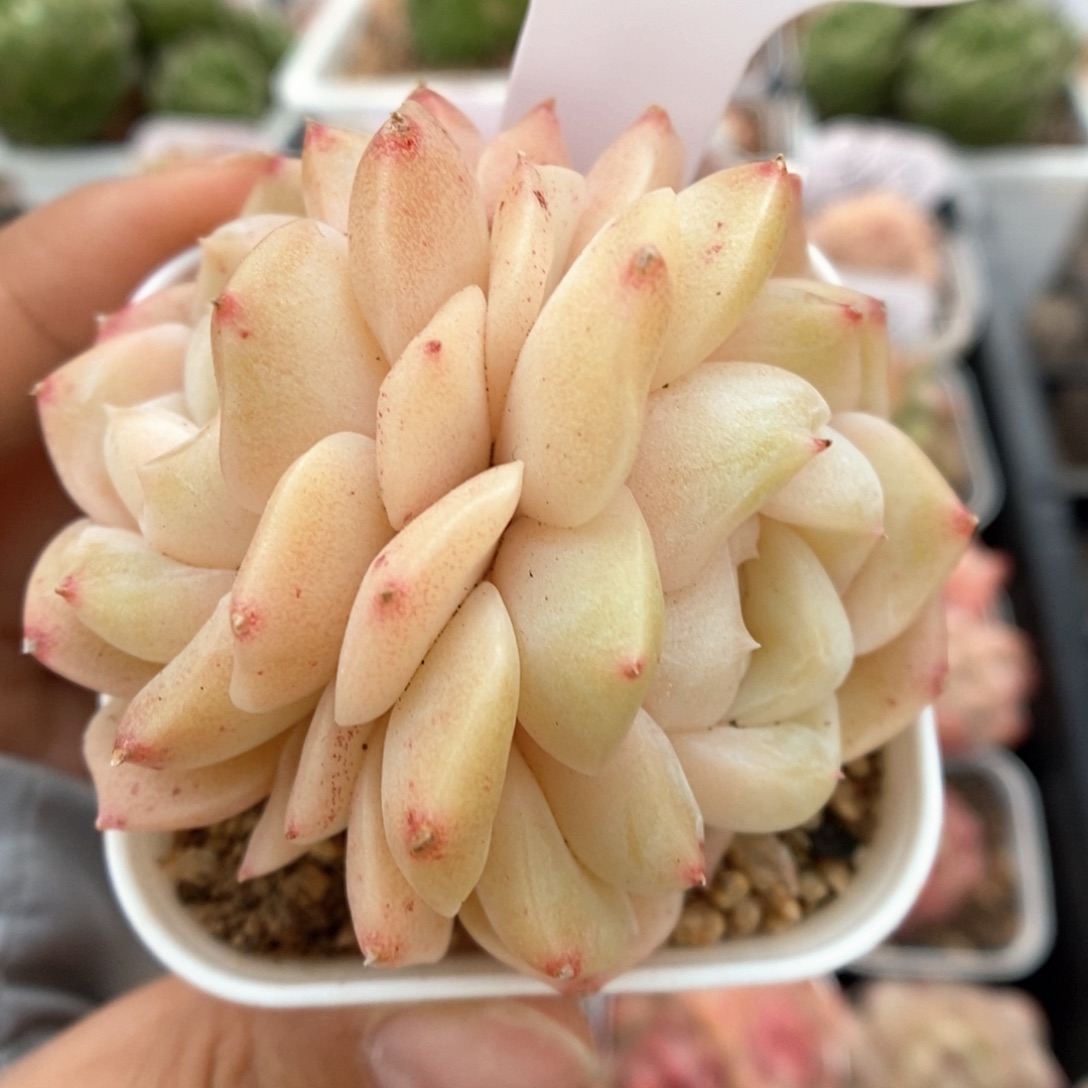 良辰双头可拍303号。  