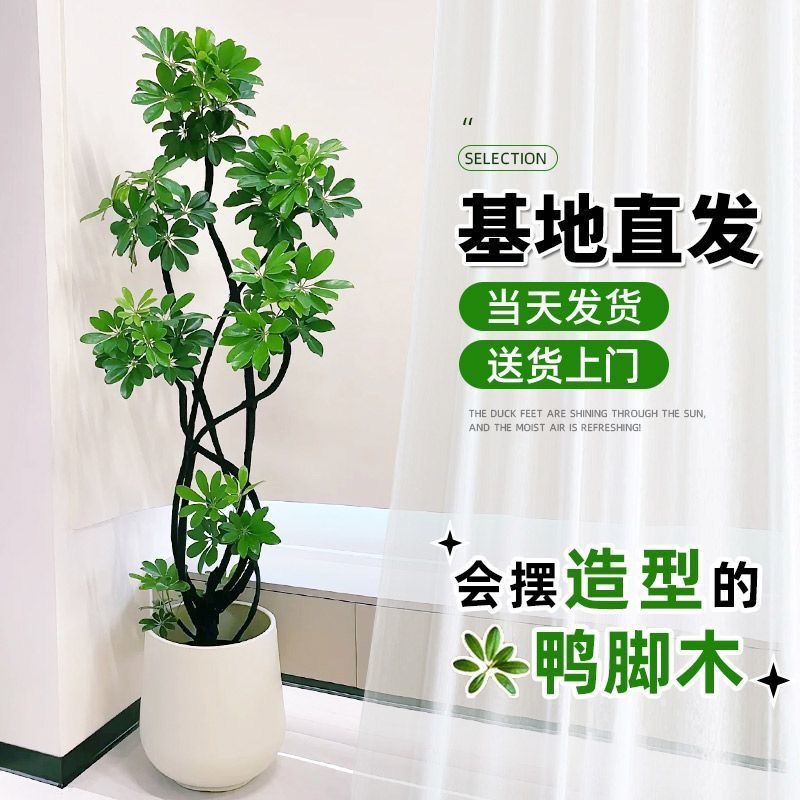 【一物一拍】造型高端绿植鸭脚木室内鸭掌木净化空气吸甲醛四季常青