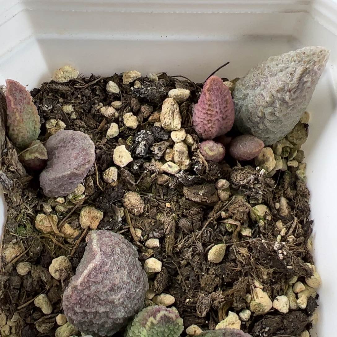 一盆紫猪肝假肝融化纹冰激凌大苗多肉植物