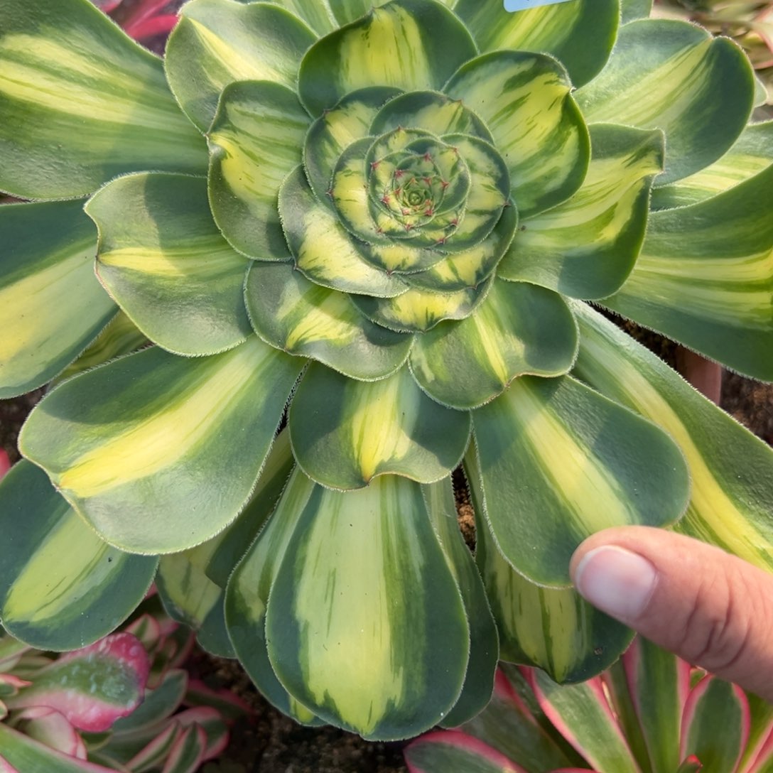 166暴君拉丝多肉多肉多肉