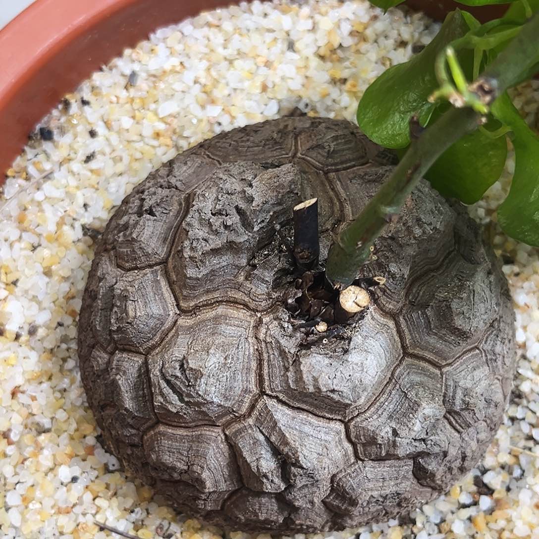 优选盆栽南非龟甲龙