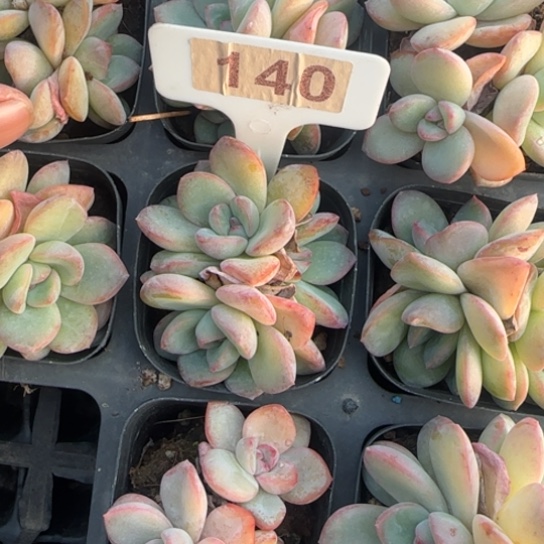 140泡芙多肉植物多