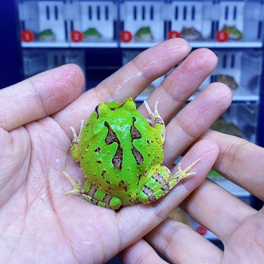 角蛙蝴蝶角蛙一只。      