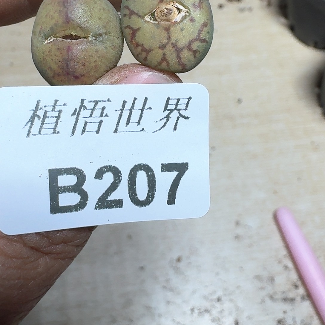 207盒多肉植物哇f v