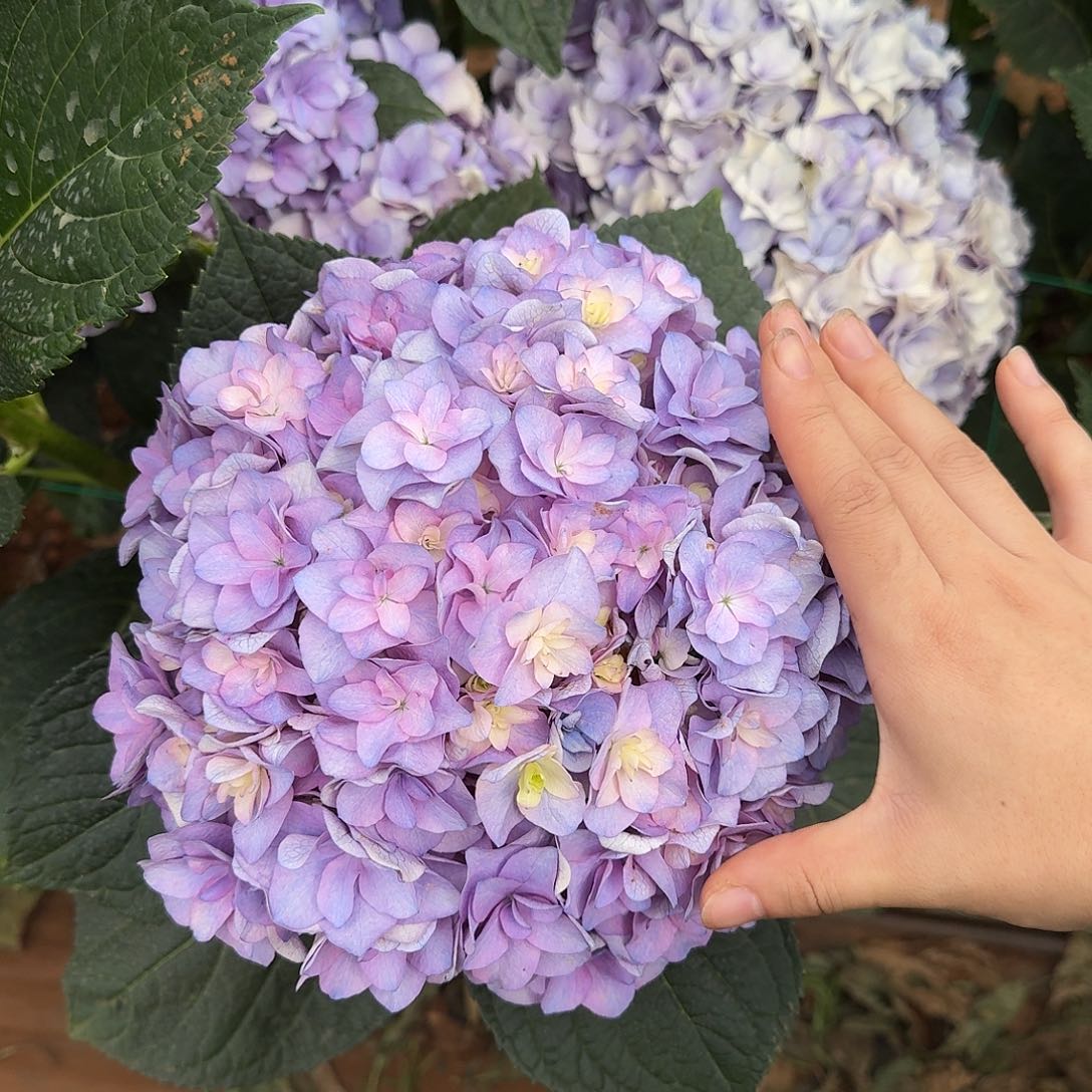 264 号！3支起顺丰空运包邮