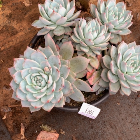 一**尽1093粉蓝鸟多肉