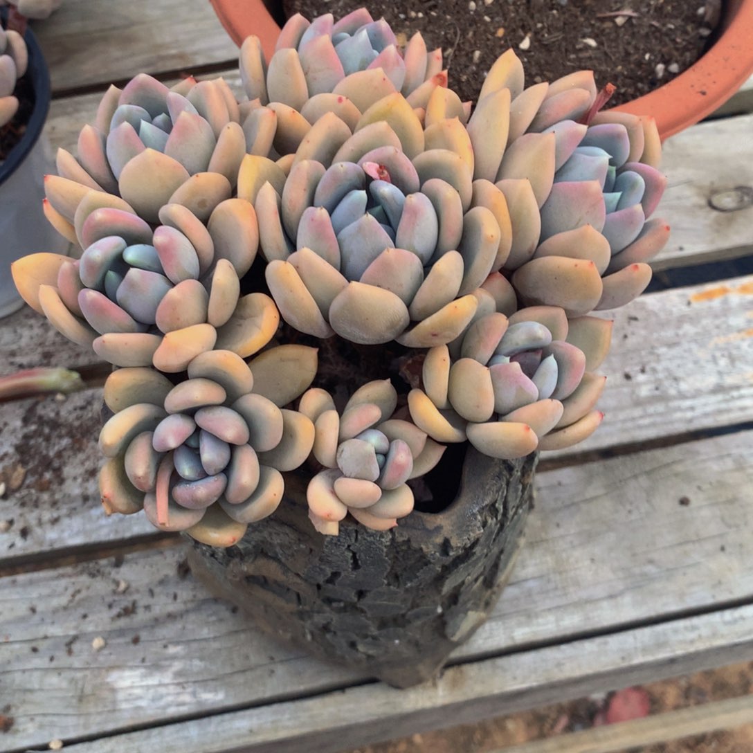 m****r胖美人群多肉植物