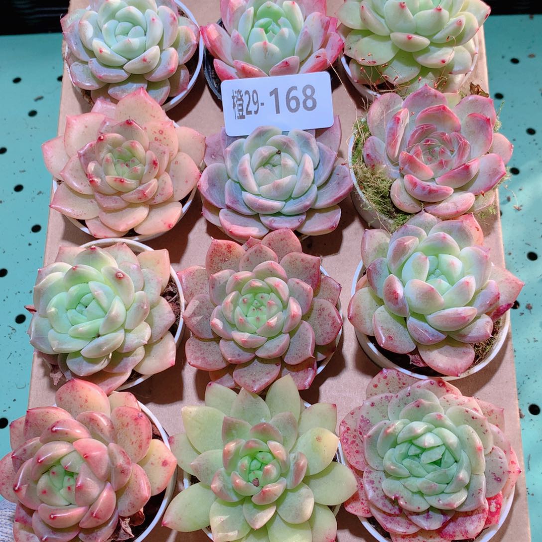 29-168一物一拍多肉带盆18颗
