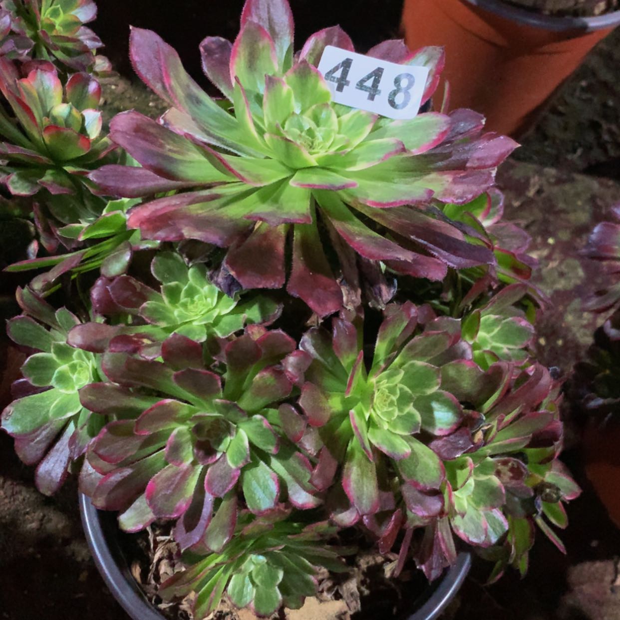 【闪购商品】448嫦娥多肉