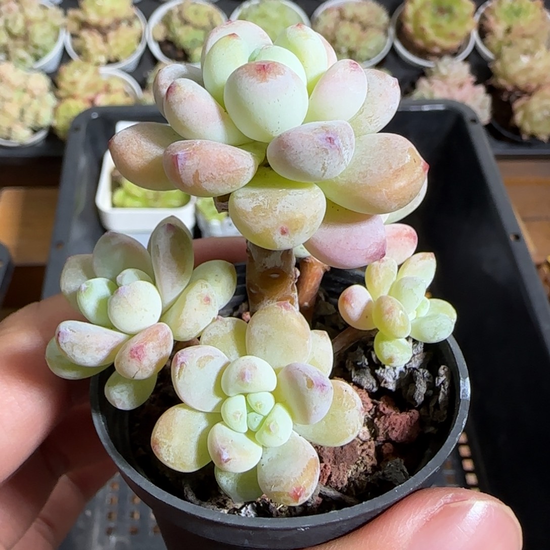 1110------620罗琦小老桩