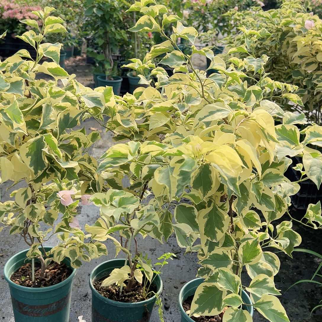 当前无花栽培后可以开花金边叶子一棵