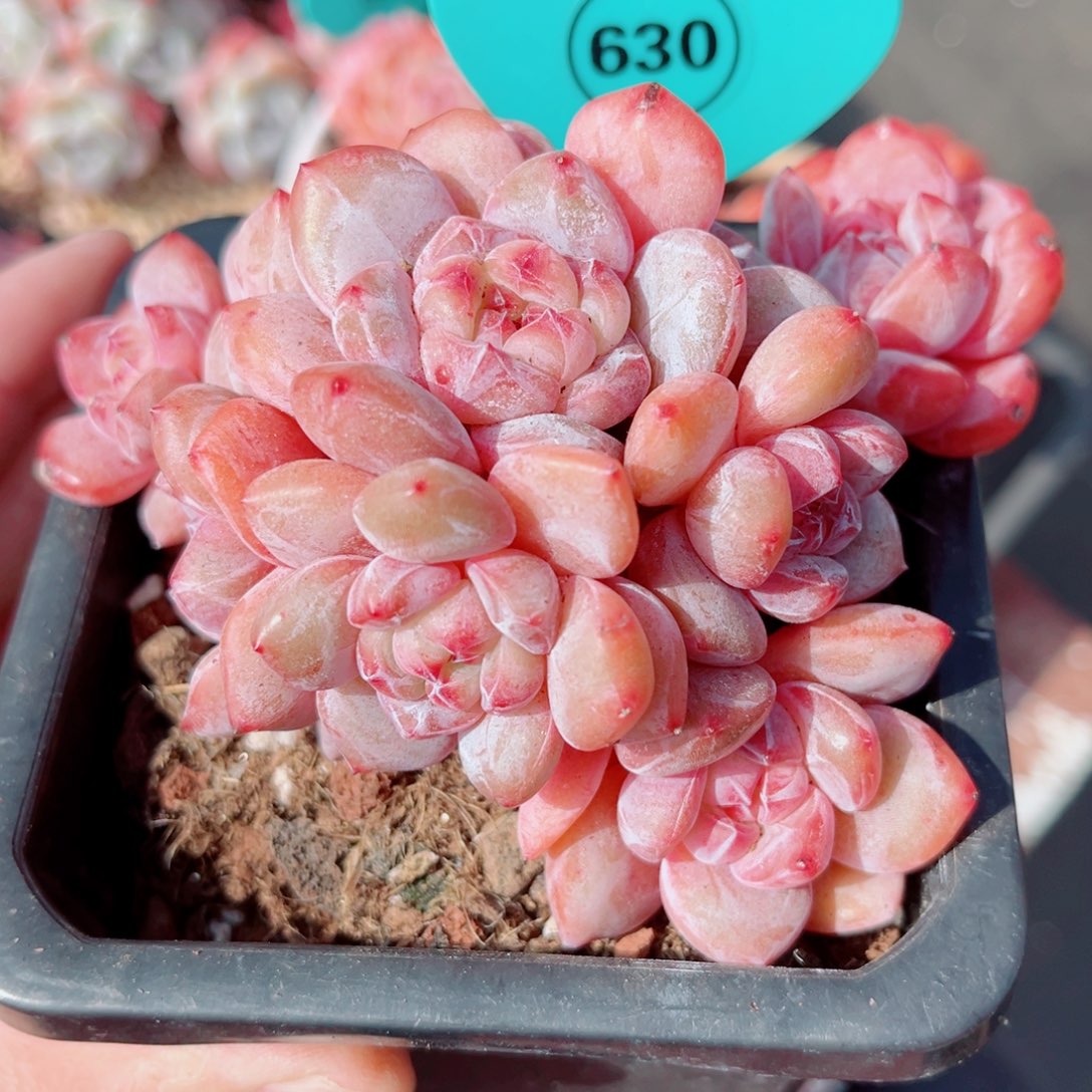 630号大老桩石榴籽星影群