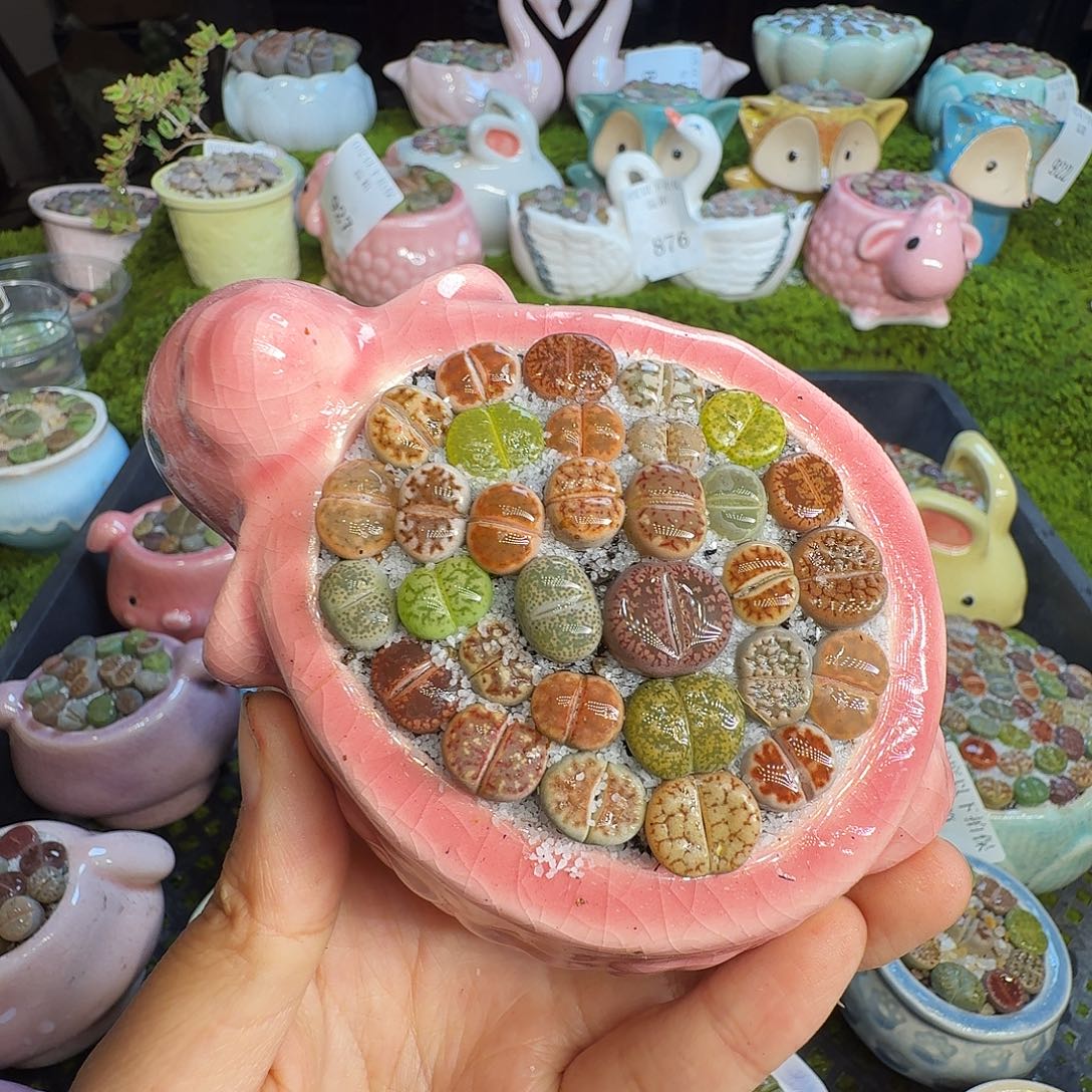 多肉植物福利冲973