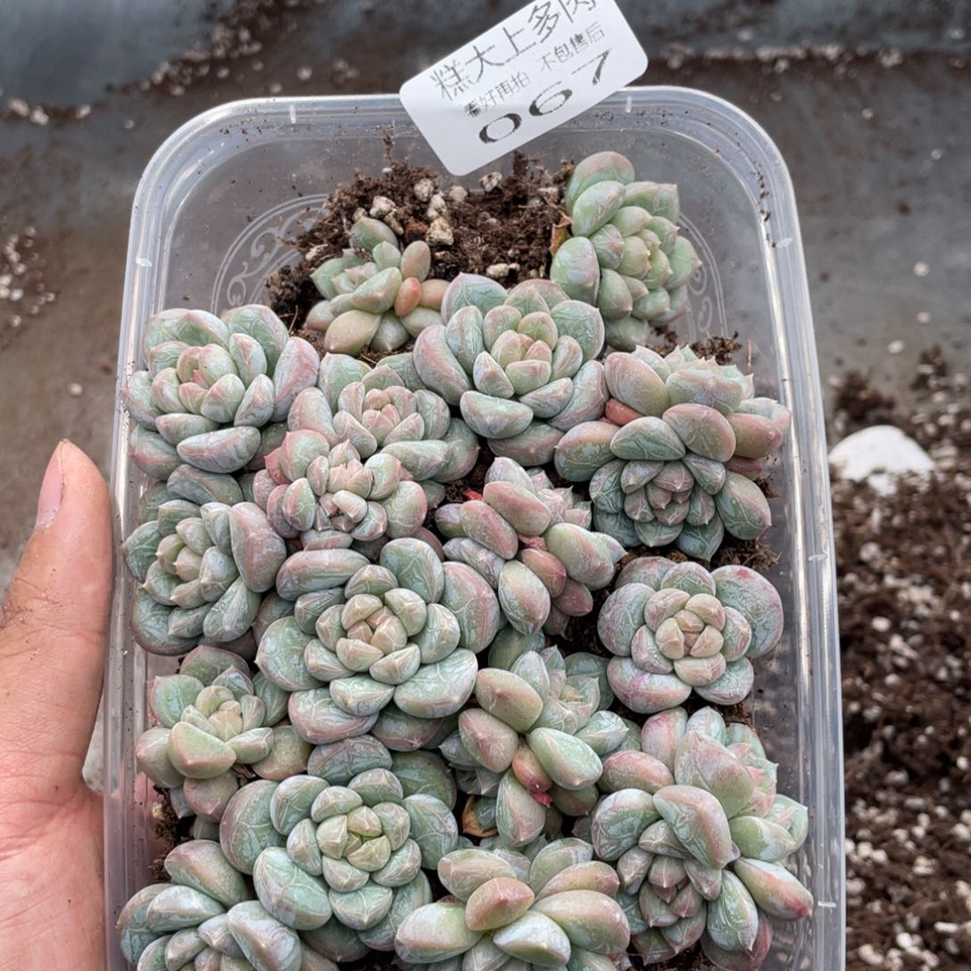 糕大上多肉植物67