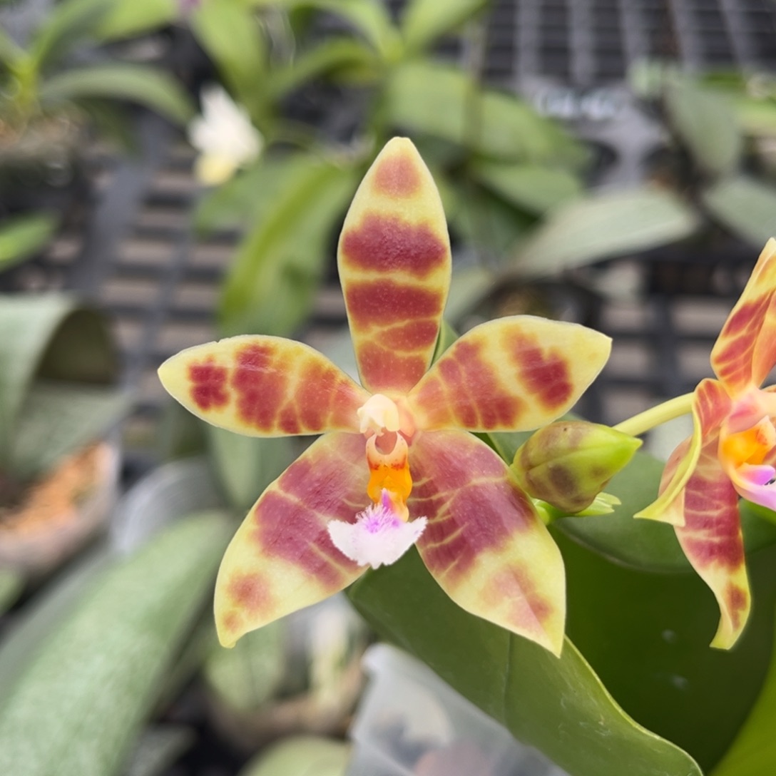 完全开放4寸21hb开花株