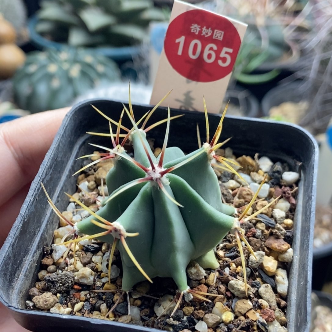 实生花刺春楼一颗仙人球