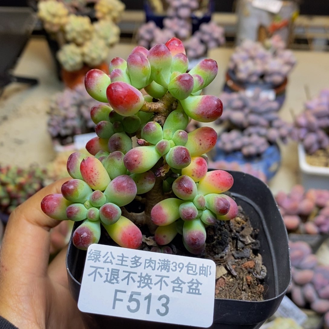 513乙女心多肉7cm