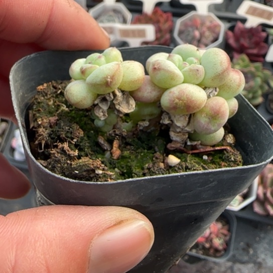 117阳光玫瑰多肉植物多
