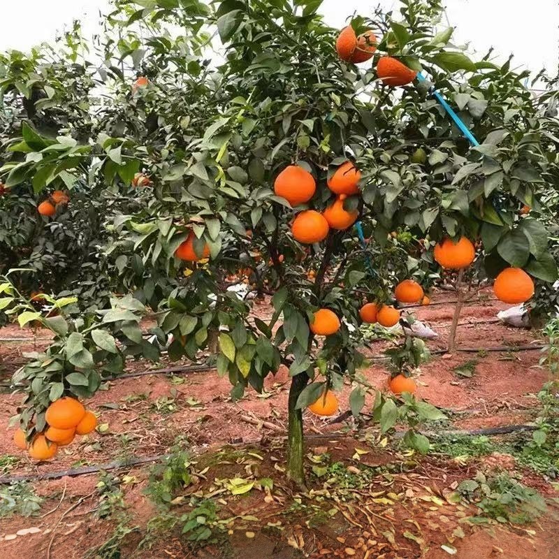 一物一拍 橘子树苗果苗南北方种植盆栽地栽庭院