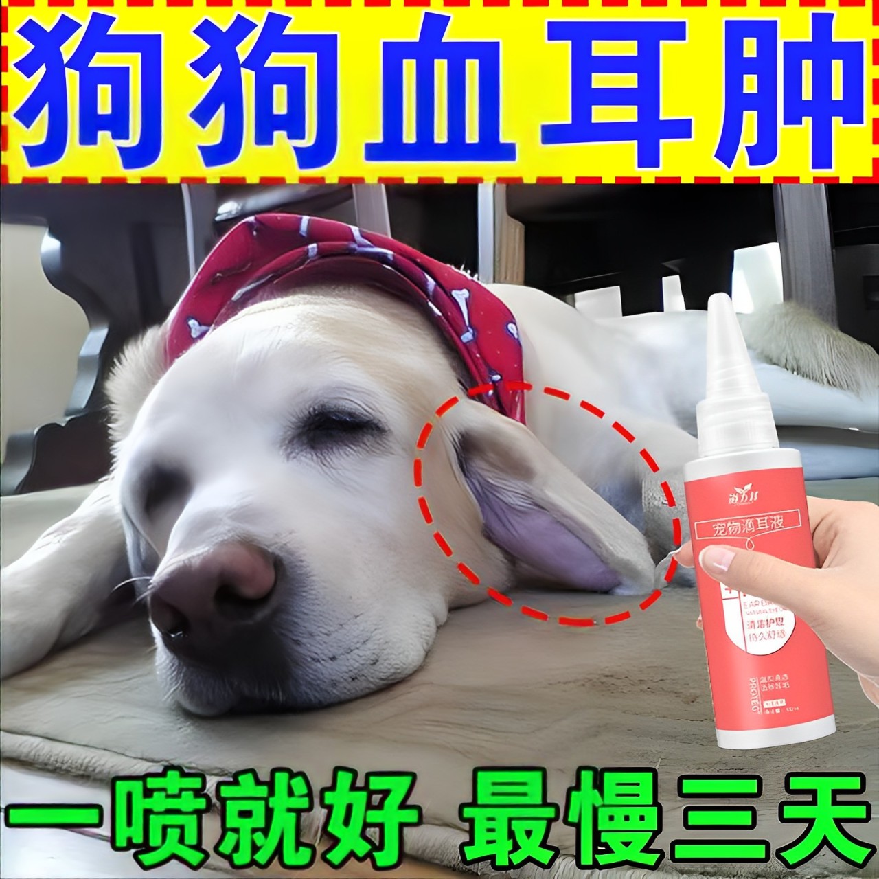 狗狗耳血肿耳朵细菌感染红肿鼓包流脓耳朵消肿消炎抑菌专用滴耳液