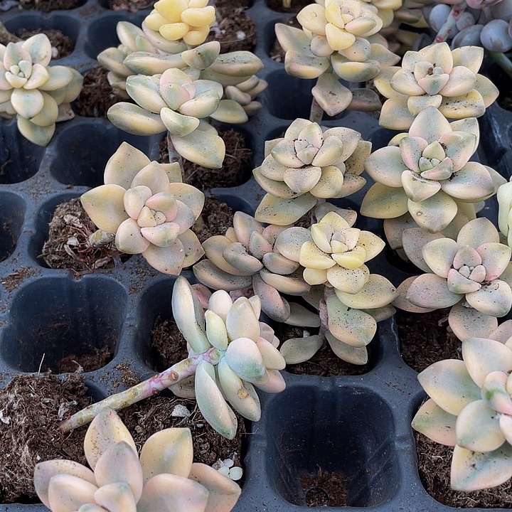 小美杏锦1元带土发货