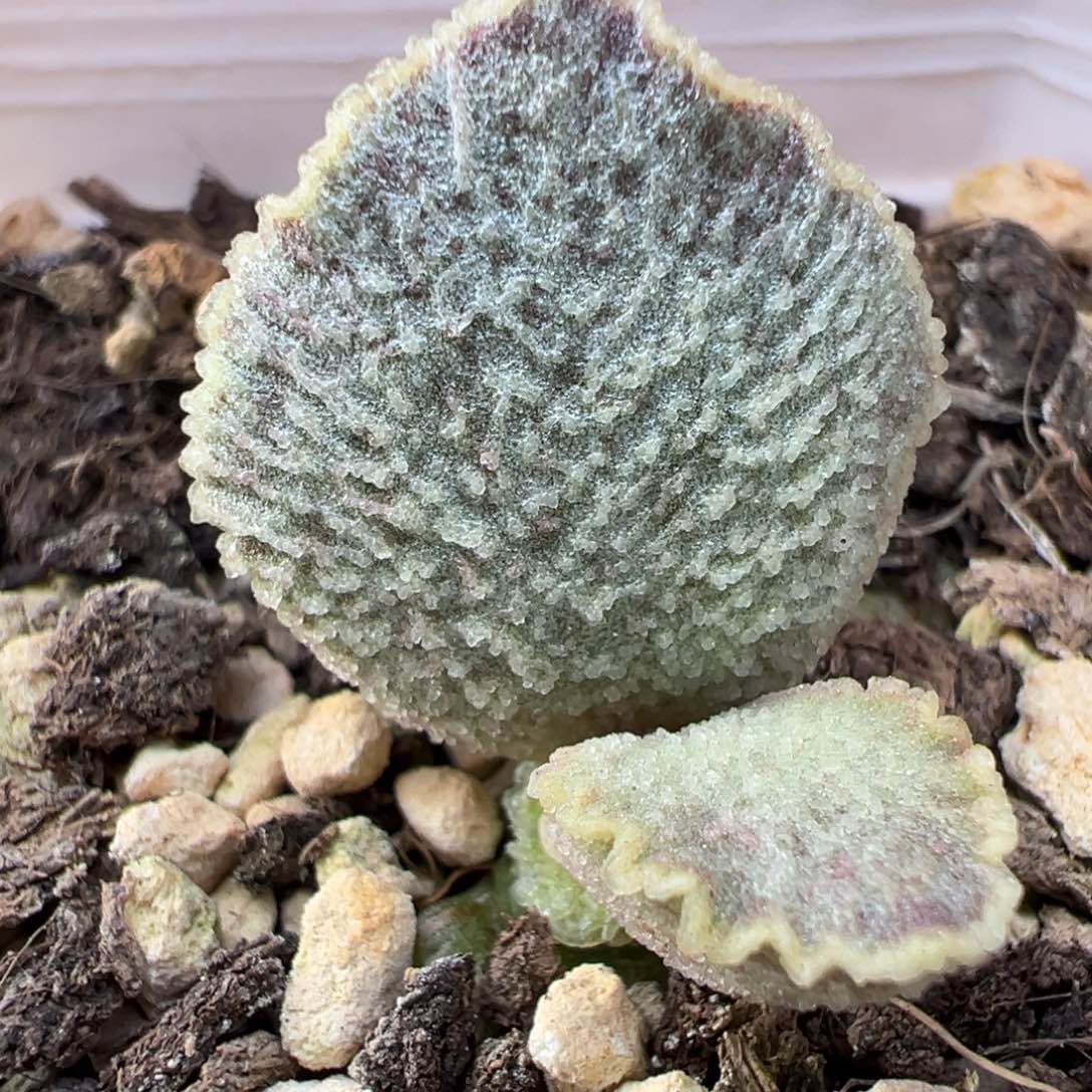 实生新品多肉植物水泡