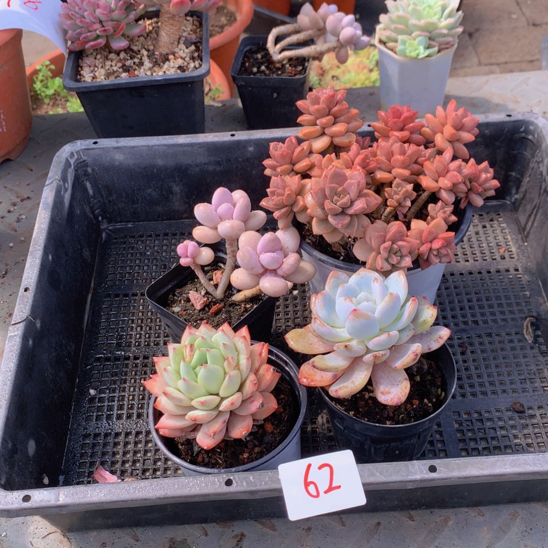 一单包邮框拍0062