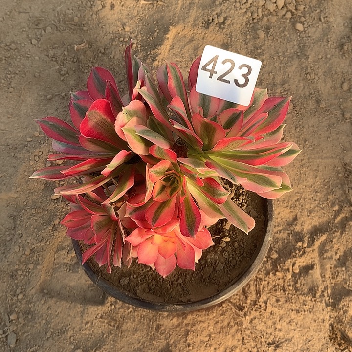 无花朵423女巫南