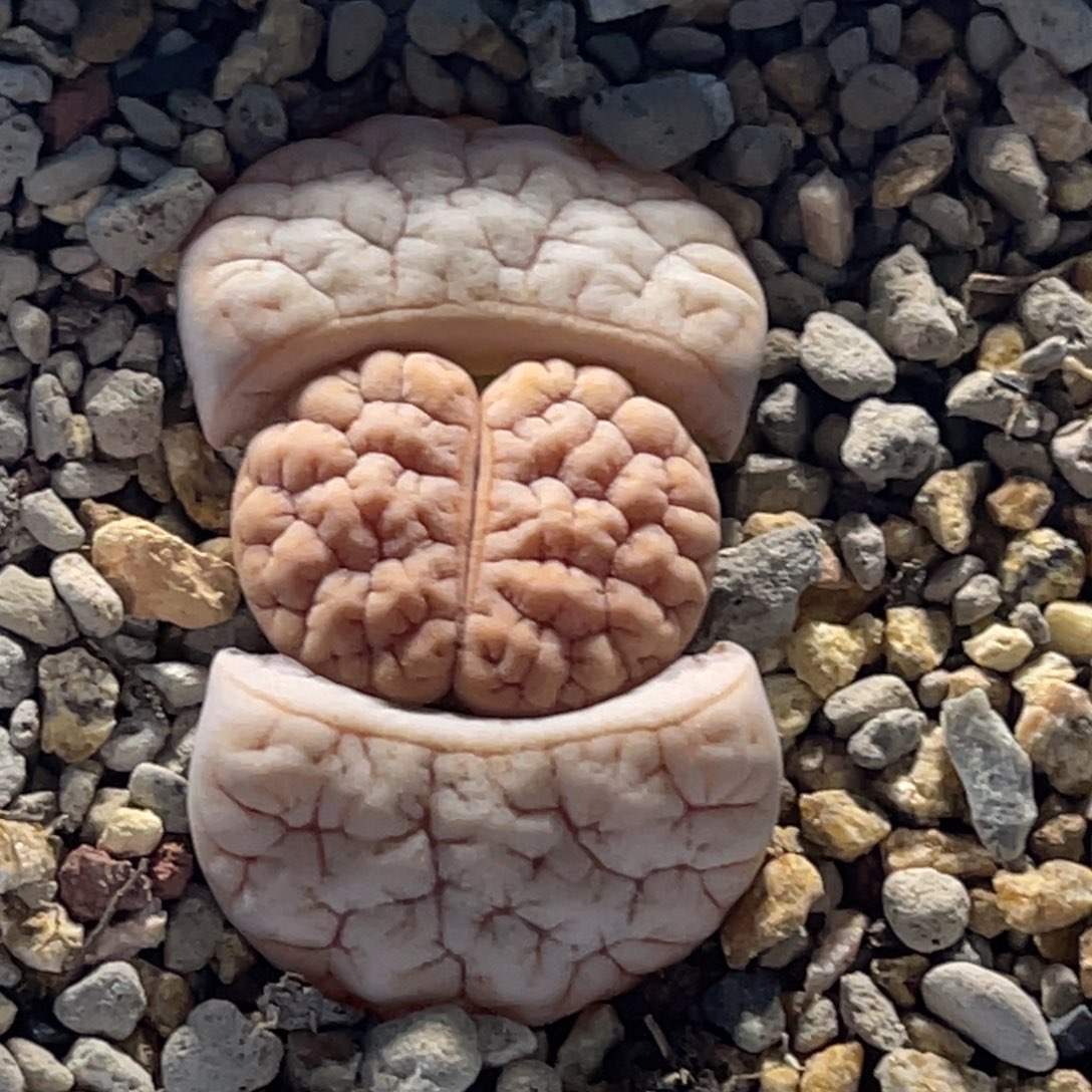 6204凹凸脑纹铁189一颗