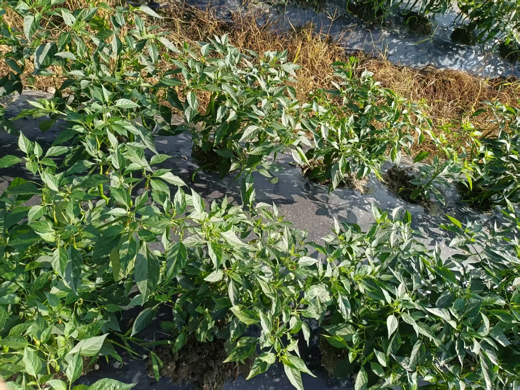 攸县本地辣椒、茄子、长豆角