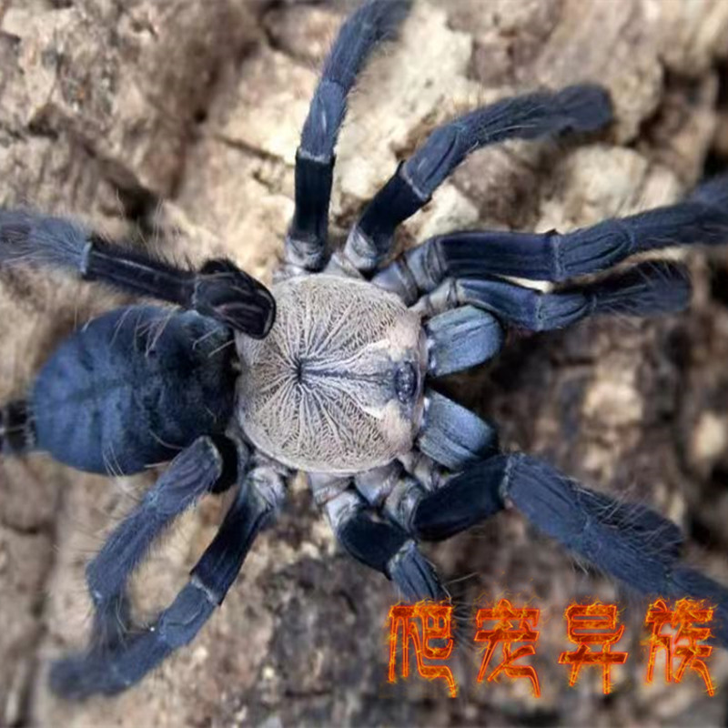 印尼金背地老虎蜘蛛树栖类金色背夹蜘蛛活体宠物蜘蛛爬宠异族