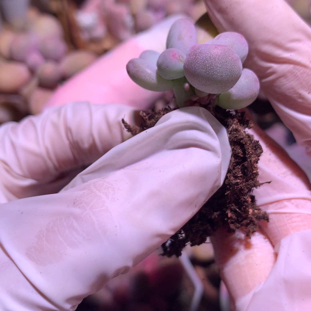 米可奶酪多肉三头的。