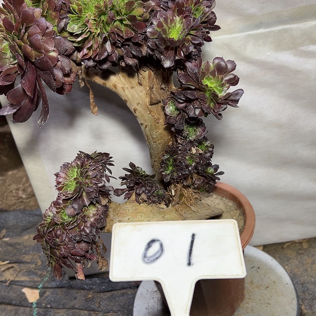 多肉植物铜壶缀花