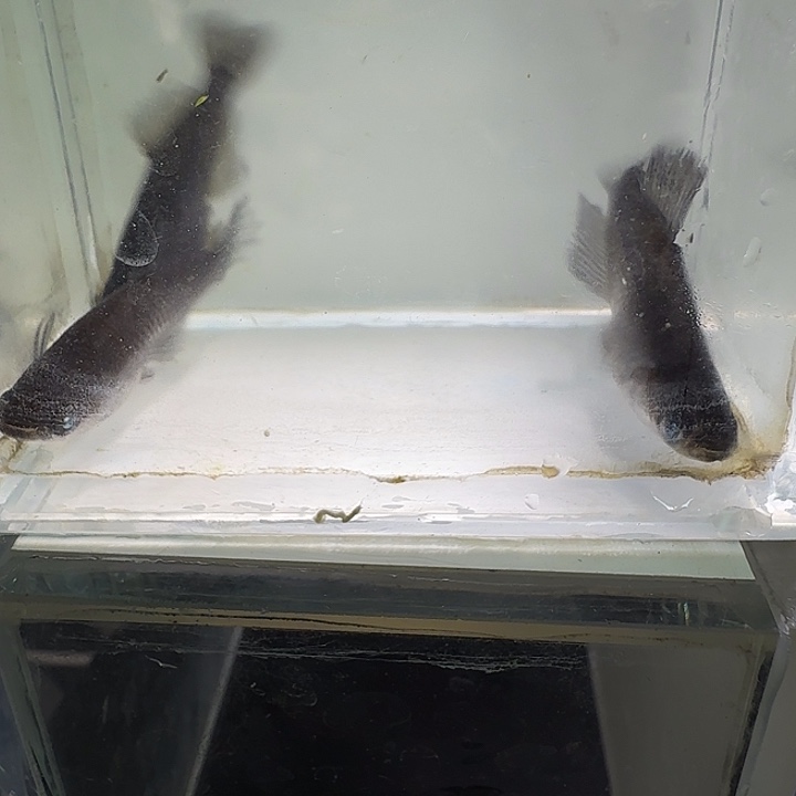 青鳉鱼一物一拍271