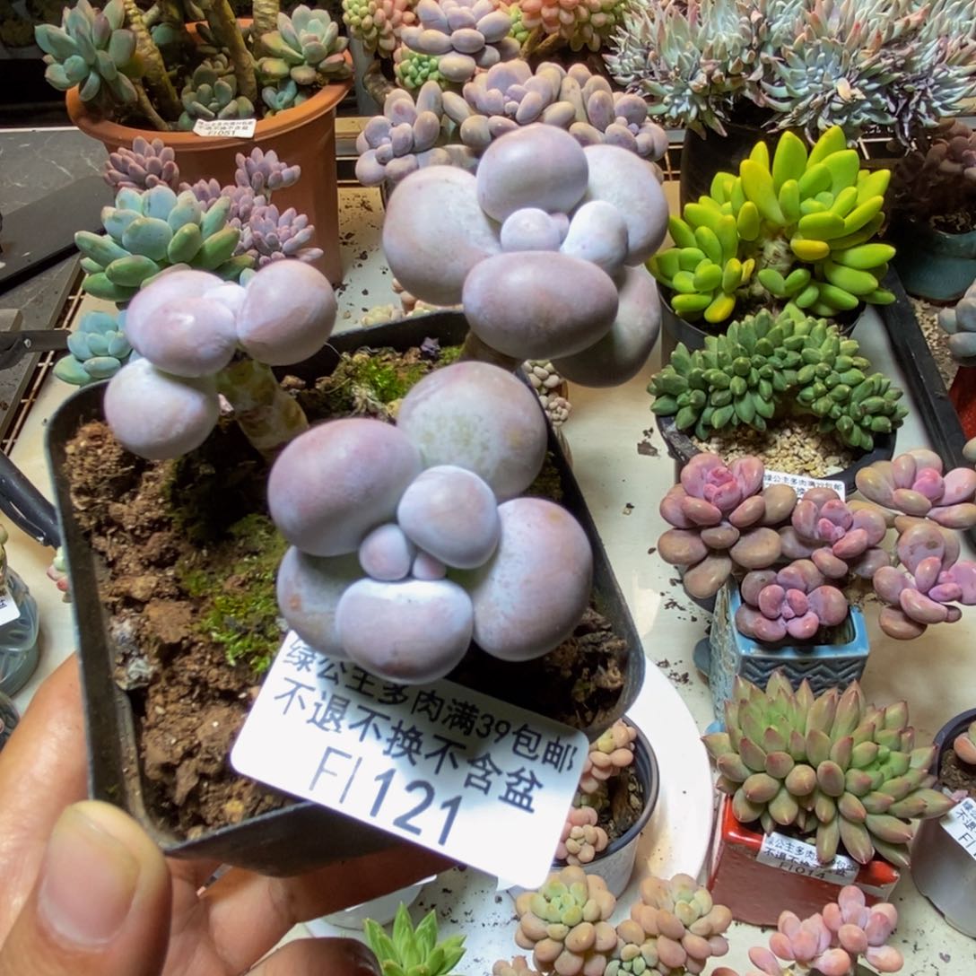 121芭比奶多肉5c m