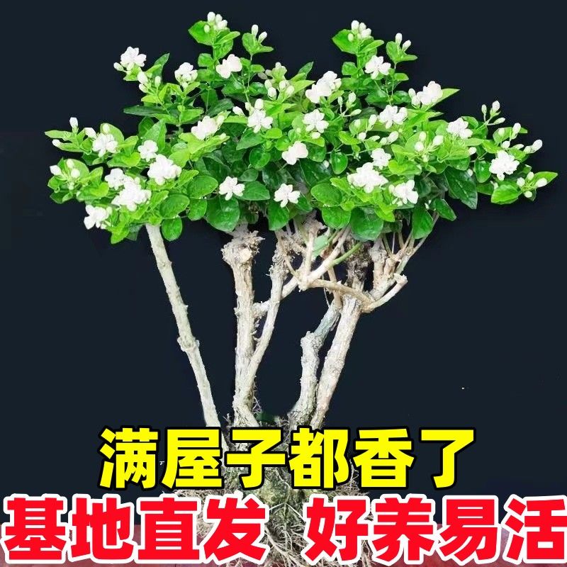 浓香型茉莉花树苗盆栽室内外四季开花耐寒好养