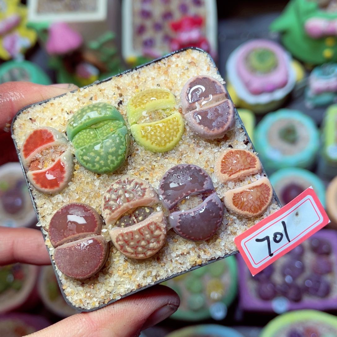 701生石花带盆发