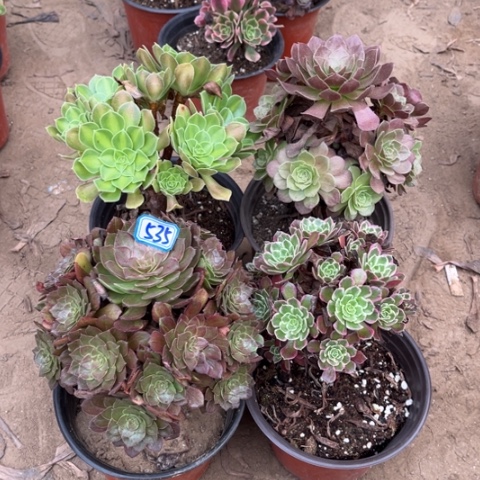 535多肉植物组合，