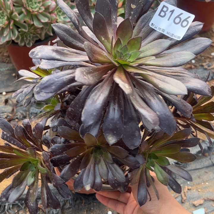 墨法师多肉植物166.