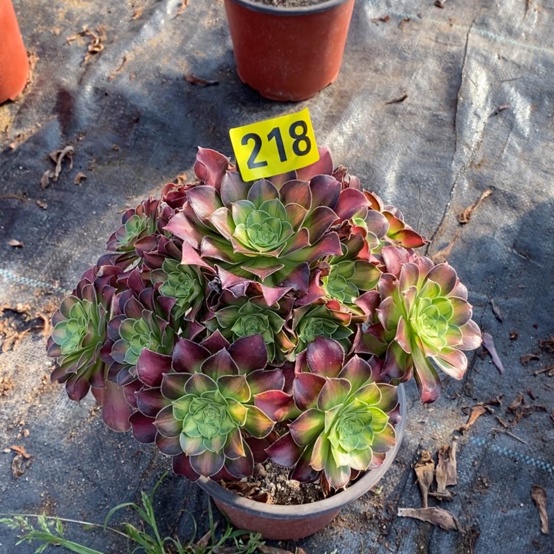 韶华多肉法师218