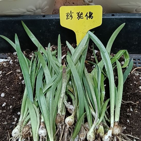 无花朵珍妮佛0.8发11个