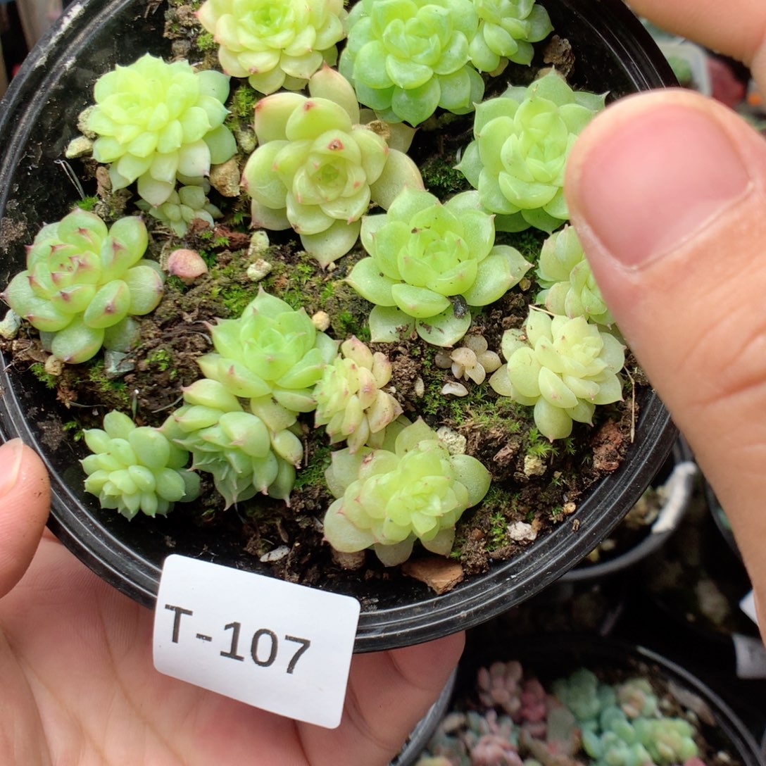 无花朵T107英语英语