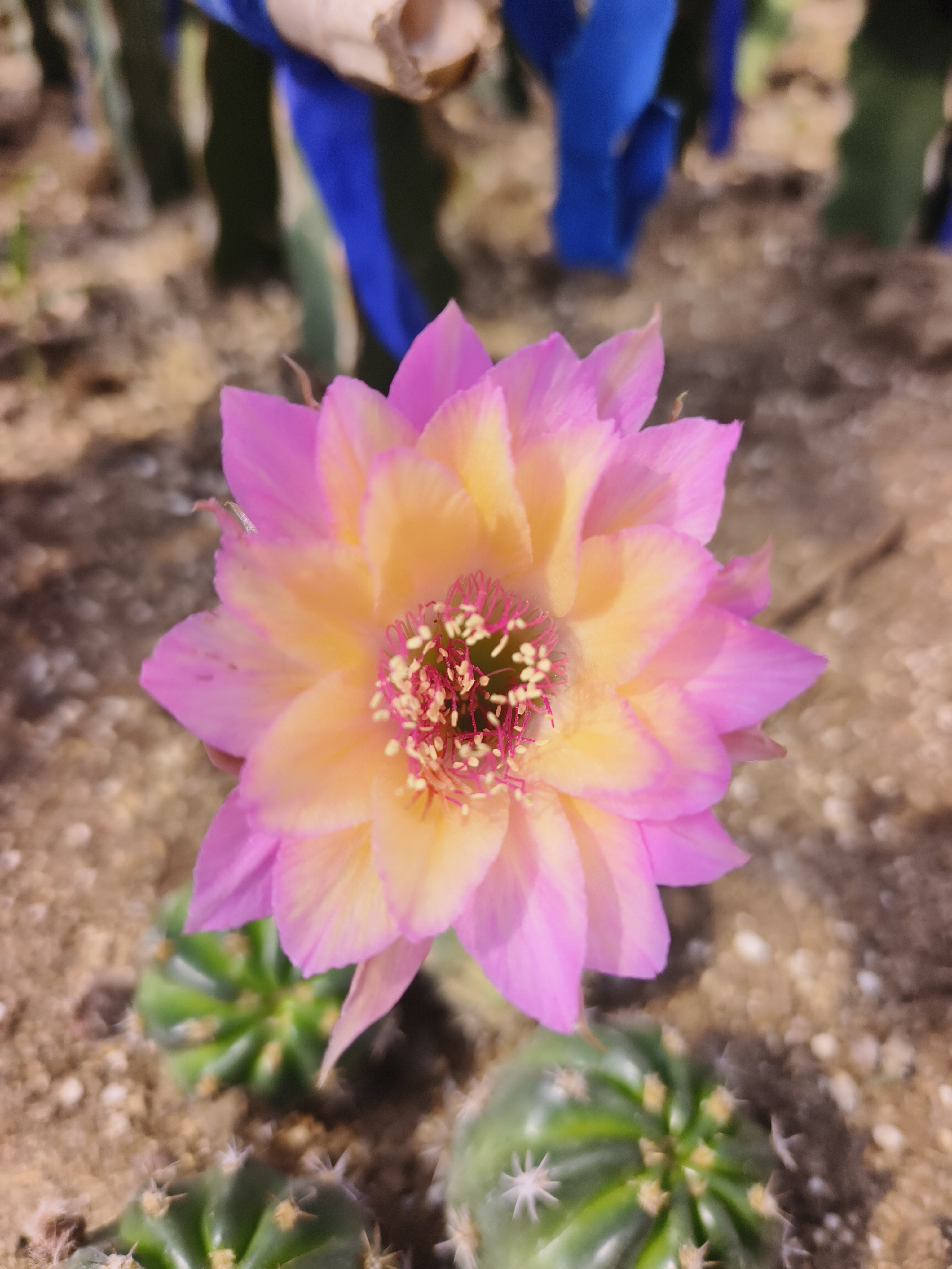 极光丽花3cm无根侧芽一个满30包邮多肉植物仙人球