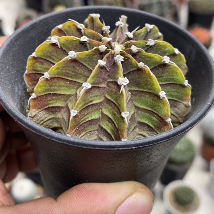 紫皮肋骨牡丹特价