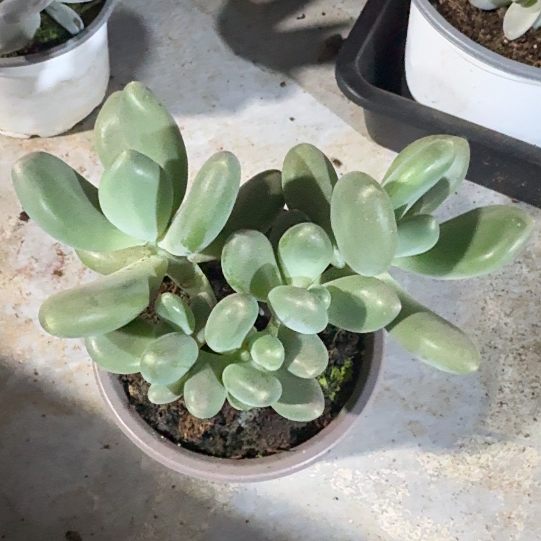 刚果美人。     群。   